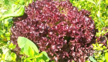 Salade Lollo rouge Bio