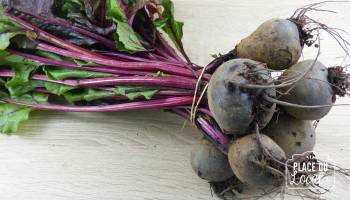 Betteraves nouvelles Bio
