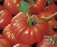 Tomates "Super Marmande"