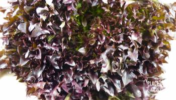 Salanova rouge Bio