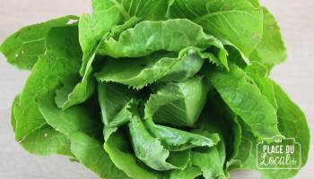 Laitue Romaine Rouge Bio