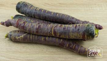 Carottes violettes Bio