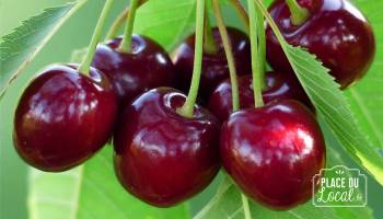 Cerises Burlat