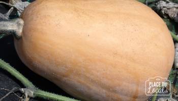 Courge Sucrine du Berry
