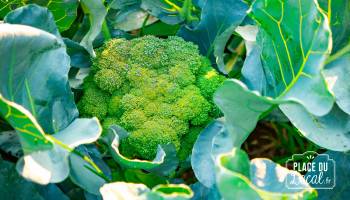 Choux Brocoli
