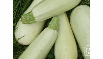 Courgettes "Blanche D'Egypte"