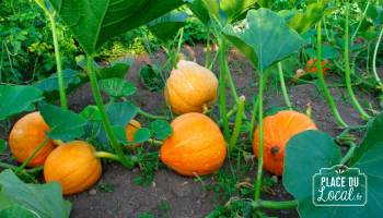 Courges "Potimarron"
