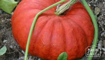 Courges "Rouge Vif d'Etampes"