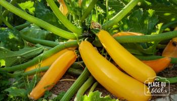 Courgettes "Gold Rush"