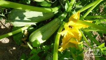 Courgettes "Grise d'Alger"