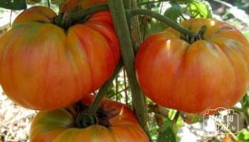 Tomates "Coeur de Boeuf German Red"