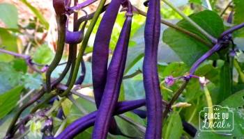 Haricots Violets