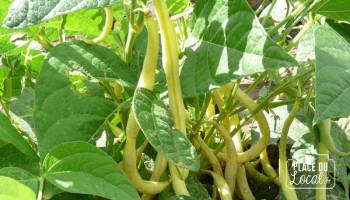 Haricots Beurre