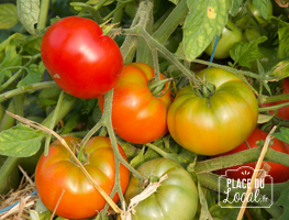 Tomates "Odessa"
