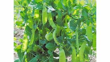 Pois Mange-tout