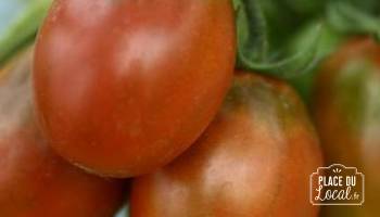 Tomate Cerise Prune Noire