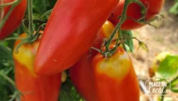 Tomate Andine des Fontenelles