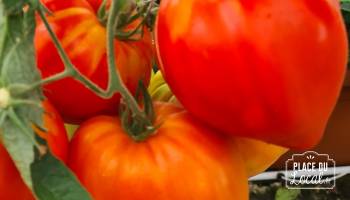 Tomates "Coeur de Boeuf" Slankard