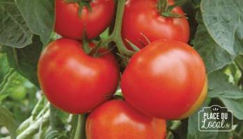 Tomates "Moskvich"