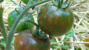 Tomates "Black Zébra"