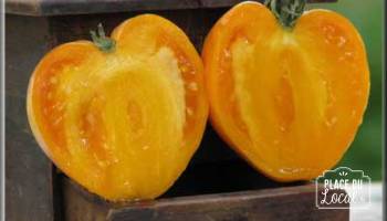 Tomates "Coeur de Boeuf Orange"