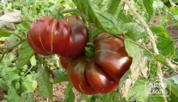 Tomates Ananas Noire