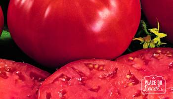 Tomates Beefsteack