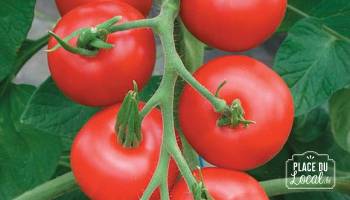 Tomates "Matina"