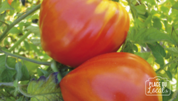 Tomates "Petite Coeur de Boeuf"