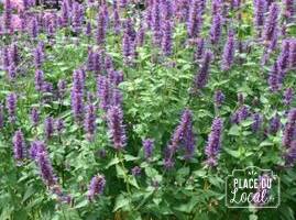 Plant d'Agastache