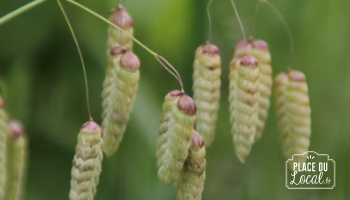 Plant  d'Amourette