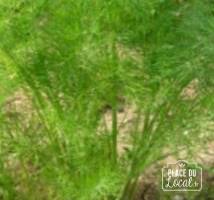 Plant d'aneth