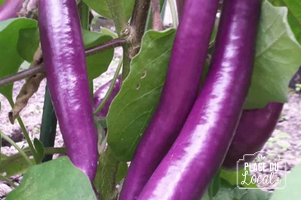Aubergine Japanese Pickling