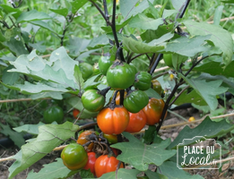 Aubergine Japanese Pickling