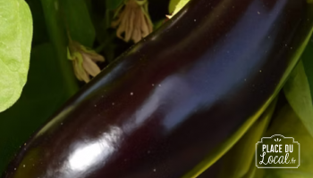 Plant d'Aubergine Violette de Toulouse