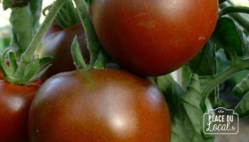 Tomates "Black Prince"
