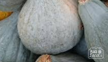 Plant Courge Blue Ballet