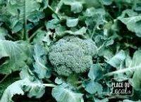 Plant de chou brocoli