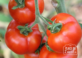 Tomate Burbank