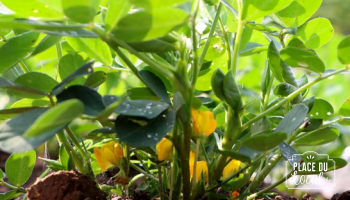 Plant de Cacahuète