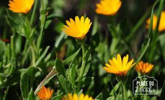 Plant de Souci (Calendula)