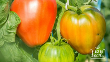 Tomates "Coeur de Boeuf de Jérusalem"