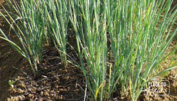 Plant de Ciboule