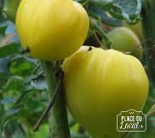 Tomates "Coeur de Boeuf Blanche"