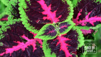 Plant de Coleus