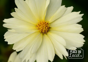 Coreopsis cream