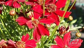 Coreopsis Ruby Red