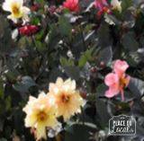 Plant de Dahlia nain
