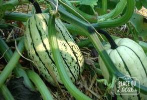 Courge Délicata