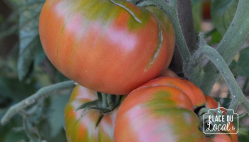 Tomates "Géante d'Orenbourg"